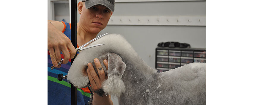 How to Groom a Bedlington Terrier